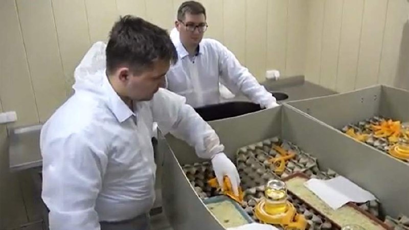 Еду из сверчков начнут производить в Подмосковье